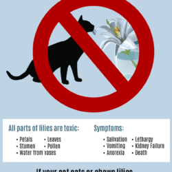 Give Your Cat A Safe Easter – Don’t Have Easter Lilies!