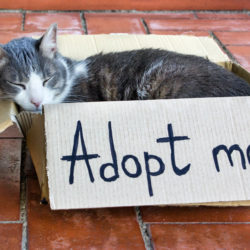 Kitten Adoption Event – Sat 4/27!