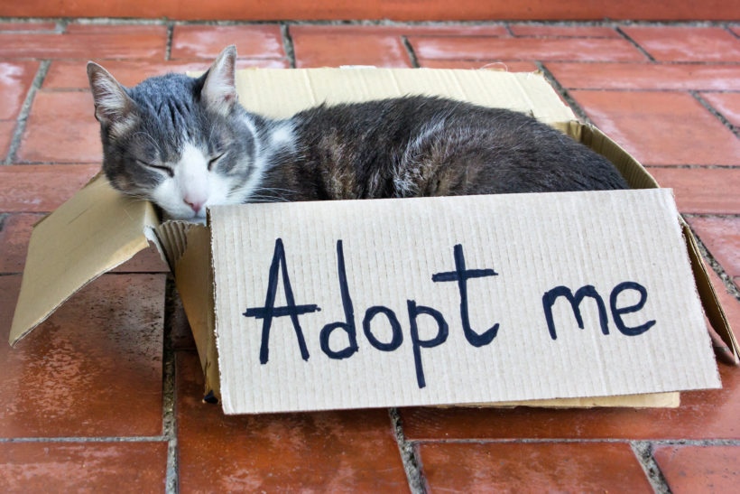 Kitten Adoption Event – Sat 4/27!
